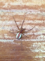 Pityohyphantes rubrofasciatus