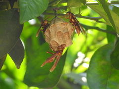 Polistes carnifex carnifex