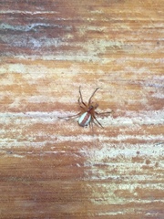 Pityohyphantes rubrofasciatus
