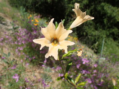 Diplacus grandiflorus