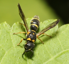 Parancistrocerus pedestris