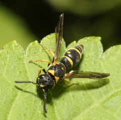 Parancistrocerus pedestris