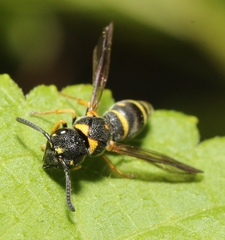 Parancistrocerus pedestris