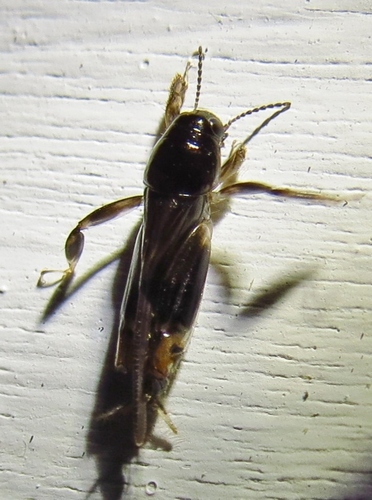 Tridactylidae
