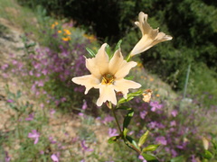 Diplacus grandiflorus