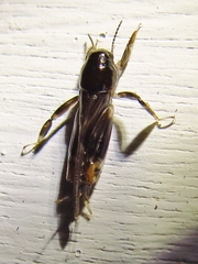 Tridactylidae