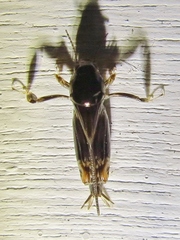 Tridactylidae