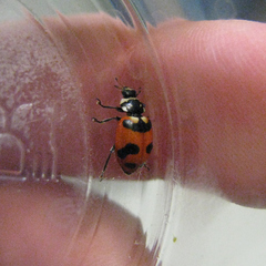 Hippodamia caseyi