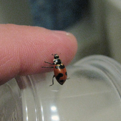 Hippodamia caseyi