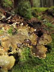 Peltigera neopolydactyla
