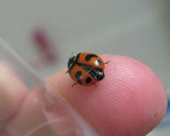 Hippodamia caseyi