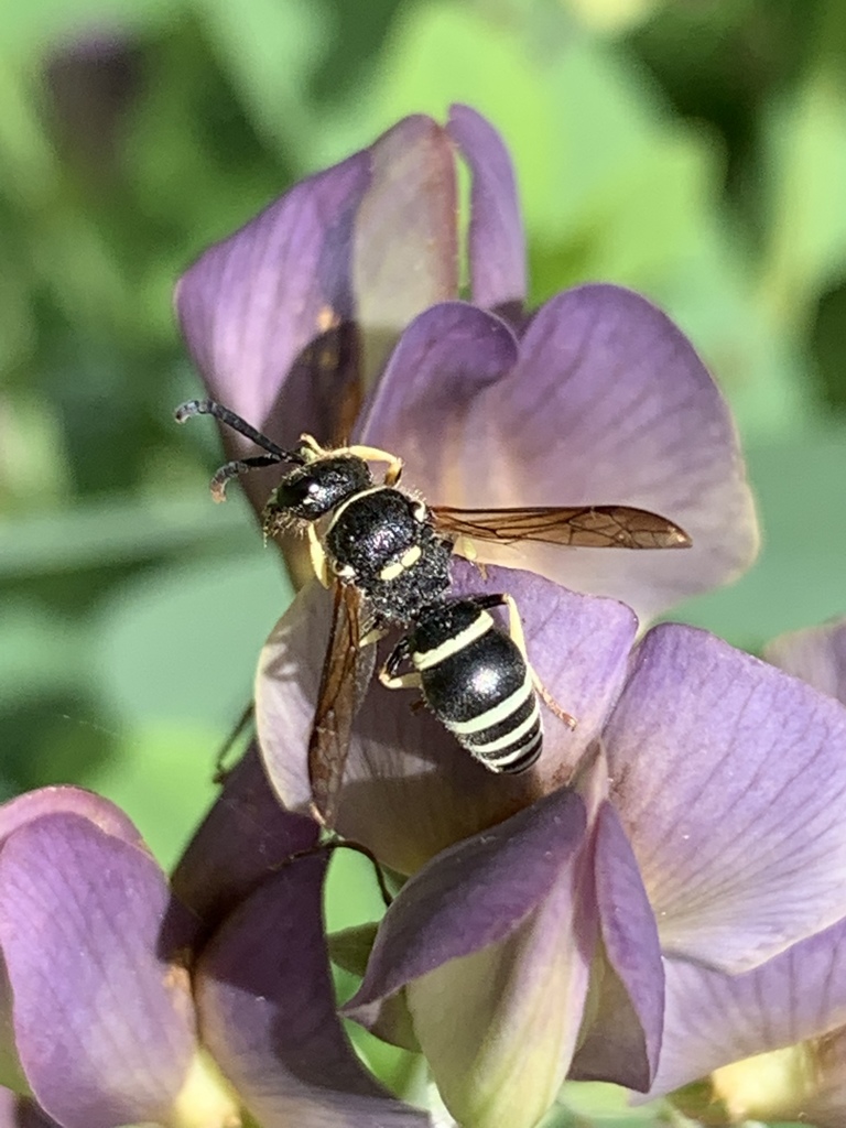 Walden’s Potter Wasp
