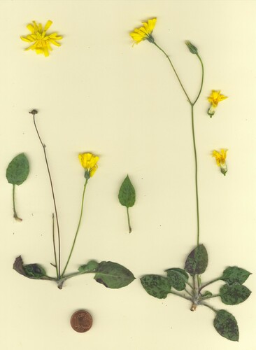 Havikskruid van Planchon (Hieracium planchonianum)