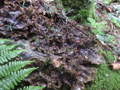 Peltigera neopolydactyla