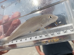 Menticirrhus littoralis