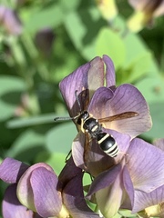 Ancistrocerus waldenii