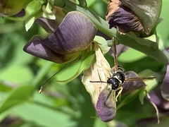 Ancistrocerus waldenii