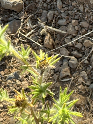 Image of Centromadia fitchii by (c) Miriam Sachs Martin, some rights reserved (CC BY)