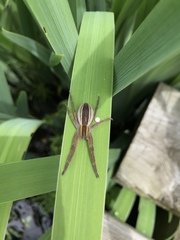 Pisaurina brevipes