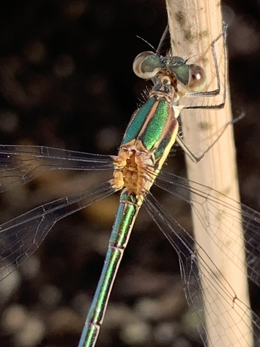 Swamp Spreadwing photo 5