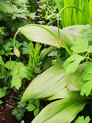Allium ochotense