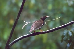 Standardwing photo 3