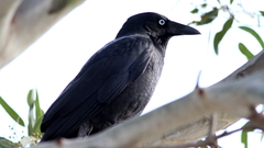 Corvus mellori