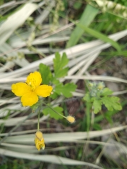 Chelidonium asiaticum