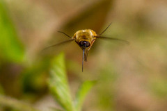 Bombylius mexicanus