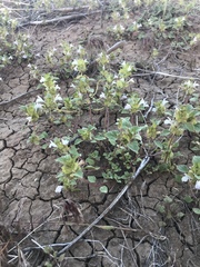 Acanthomintha obovata cordata