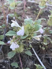 Acanthomintha obovata cordata