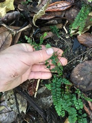 Adiantum diaphanum