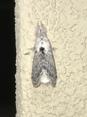 Apotolype brevicrista