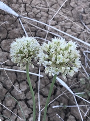 Allium howellii clokeyi