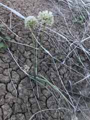 Allium howellii clokeyi