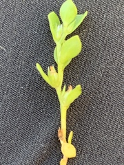 Lysimachia minima