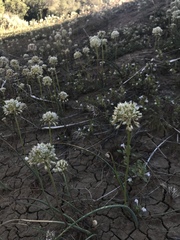 Allium howellii clokeyi