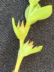 Lysimachia minima