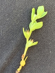 Lysimachia minima