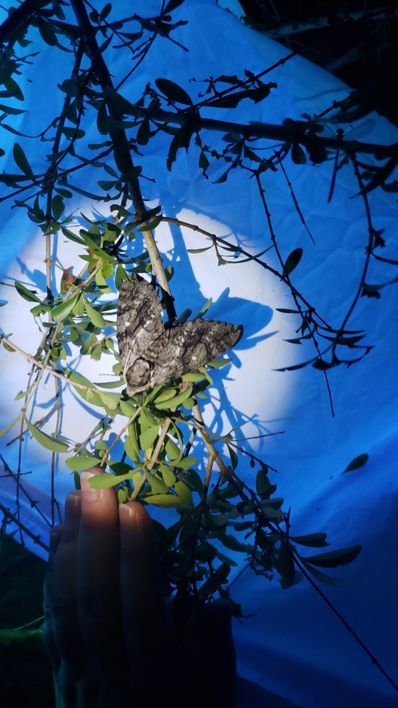 Waved Sphinx from West Meadowbrook, Fort Worth, TX, USA on August 10 ...