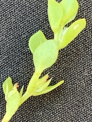 Lysimachia minima