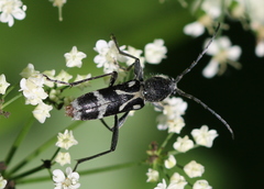 Chlorophorus figuratus