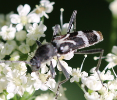 Chlorophorus figuratus