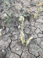 Fritillaria agrestis