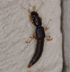 Pinophilus