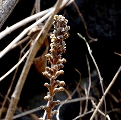 Sarcoglottis schaffneri