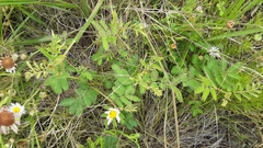 Mimosa rupertiana