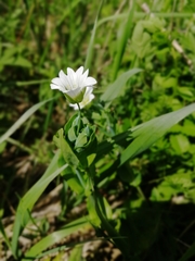 Cerastium davuricum