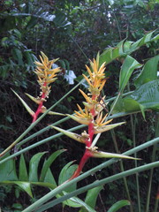 Heliconia spissa
