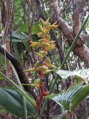Heliconia spissa